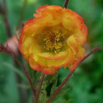 Гравилат Geum ‘Nonna’